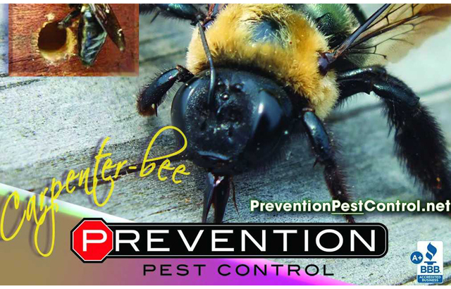 Prevention Pest Control Stow, Ohio