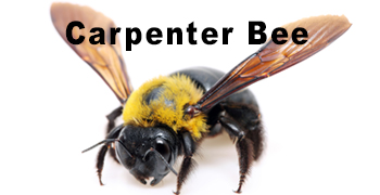 Carpenter Bees