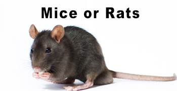 Mice or Rats