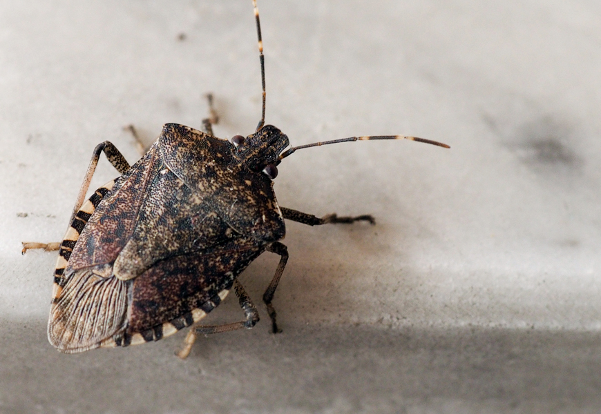 stink bugs inspection, stink bugs exterminate