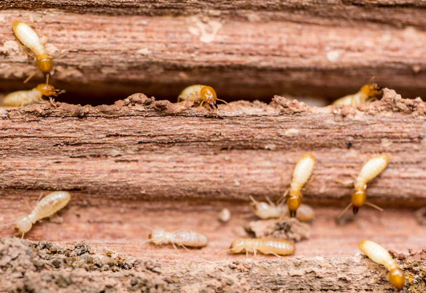 termite inspection, termite exterminate