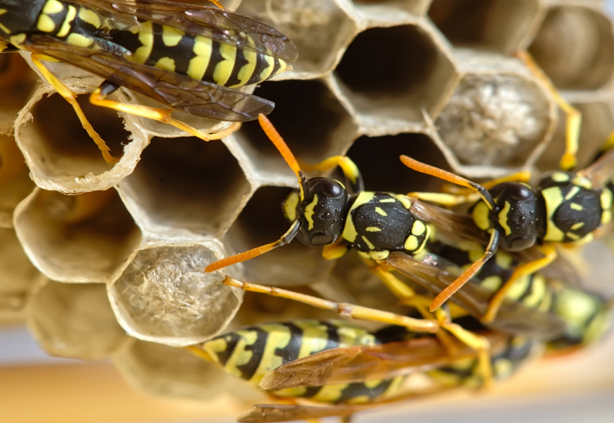 Wasps